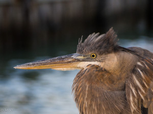 Blue Heron