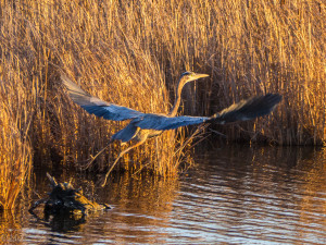 Blue Heron