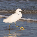 Egret taking me for a walk