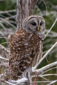 Barred Owl on duty