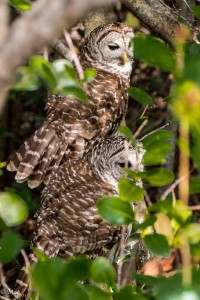 Pair nesting