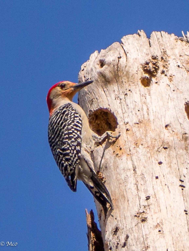 Red-bellied woodpecker