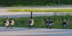 Family of Geese crossing the road