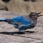 Steller's Jay