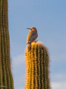 Gila Woodpecker