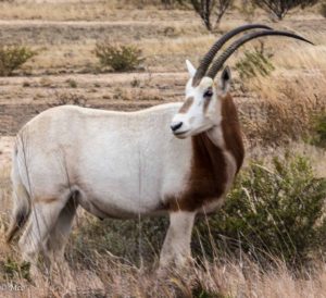 Ibex (import from Africa)